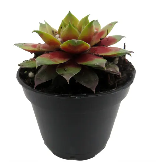 Chick Charmlettes&reg; Darlin' Dottie' - Sempervivum - 2" Pot {4}