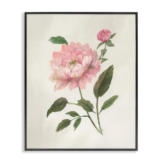 Stupell Industries Single Pink Dahlia Bloom Framed Giclee By Nan {1}