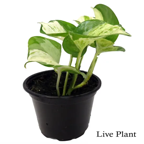 Manjula - Pothos - 4" Pot {2}