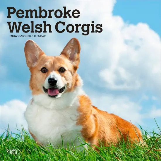 Pembroke Welsh Corgis | 2026 12 x 24 Inch (Hanging) Monthly Square Wall Calendar | Plastic-Free {1}