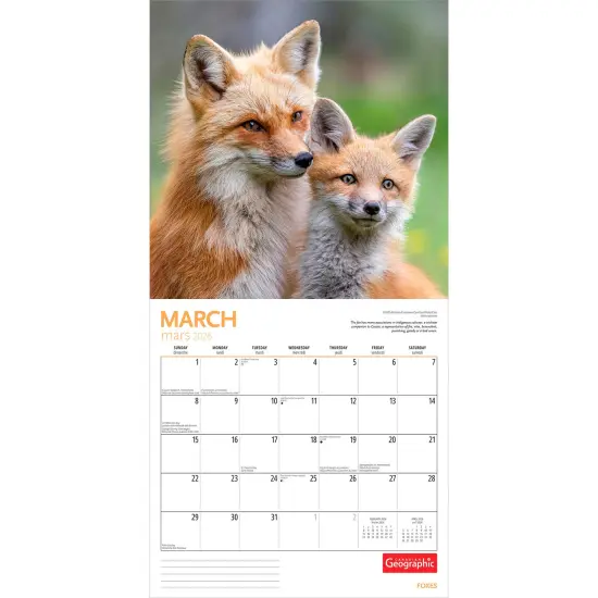 Canadian Geographic Foxes OFFICIAL | 2026 12 x 24 Inch (Hanging) Monthly Square Wall Calendar {3}