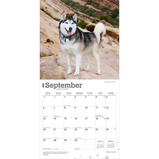 Siberian Huskies | 2026 12 x 24 Inch (Hanging) Monthly Square Wall Calendar | Plastic-Free {4}