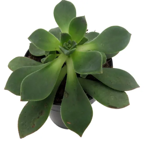 Pinwheel Succulent - Aeonium - House Plant - 3.5" Pot {5}
