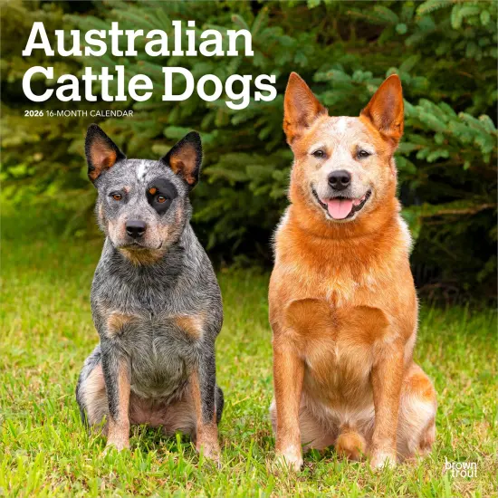 Australian Cattle Dogs | 2026 12 x 24 Inch (Hanging) Monthly Square Wall Calendar | Plastic-Free {1}