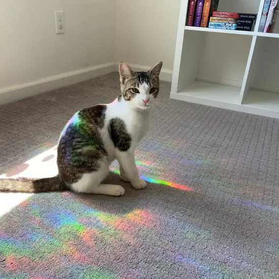 12 Pcs Spider Web and Spider Window Clings {3}