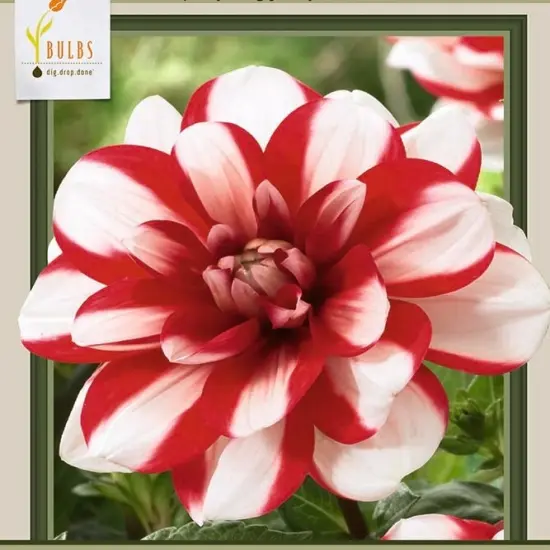 Jamaica Decorative Dahlia - 2 Root Clumps - Double White/Red Blooms {1}