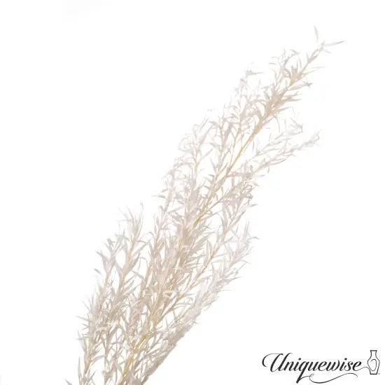 Uniquewise Preserved Real Floral Stems Chic Vase Fillers & Accents for Bouquets Centerpieces & Ornamental Displays Ideal for Home Office Boutique Cafe Resto Bar and Event Decor White m. bracteata {2}