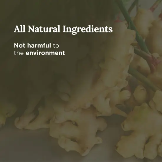 Magnificent 101 Long Lasting Sacred Ginger Scented Candle | 6 Oz - 35 Hour Burn | Soy Wax Candle for House Energy Cleansing & Manifestation | Passion Fuels Growth, Fosters Prosperity Multicolor {3}