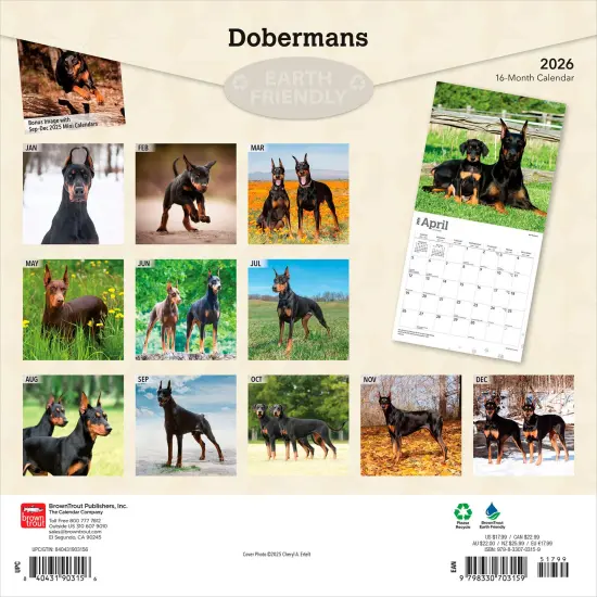 Dobermans | 2026 12 x 24 Inch (Hanging) Monthly Square Wall Calendar | Plastic-Free {2}