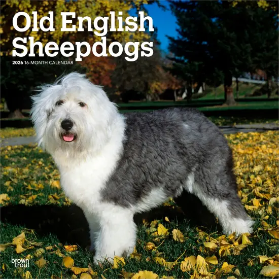 Old English Sheepdogs | 2026 12 x 24 Inch (Hanging) Monthly Square Wall Calendar | Plastic-Free {1}