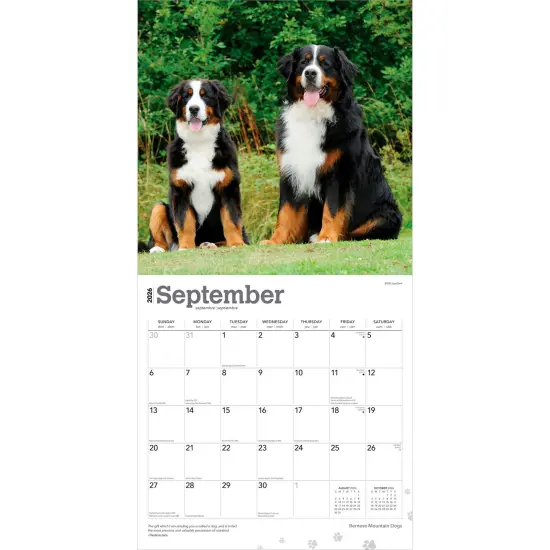 Bernese Mountain Dogs | 2026 12 x 24 Inch (Hanging) Monthly Square Wall Calendar | Plastic-Free {4}
