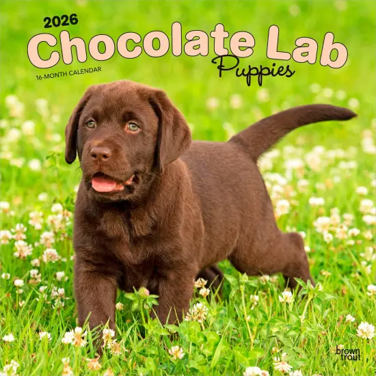 Chocolate Labrador Retriever Puppies | 2026 12 x 24 Inch (Hanging) Monthly Square Wall Calendar | Plastic-Free {1}