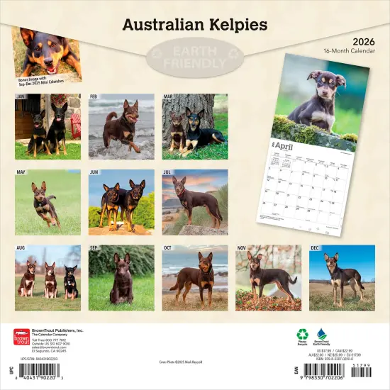 Australian Kelpies | 2026 12 x 24 Inch (Hanging) Monthly Square Wall Calendar | Plastic-Free {2}