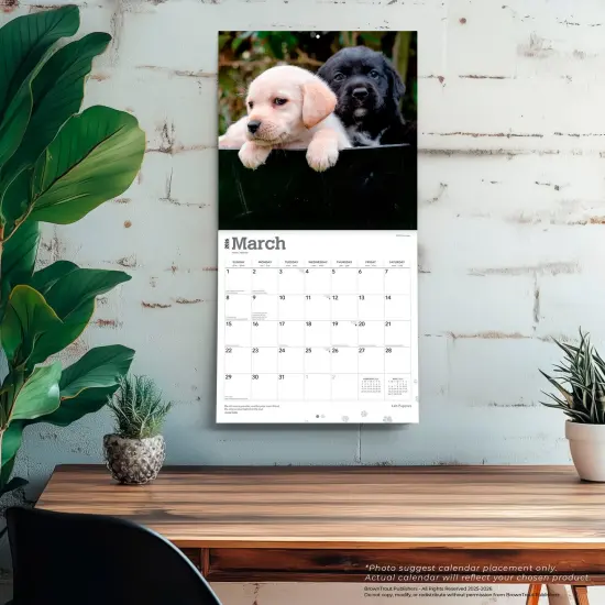 Labrador Retriever Puppies | 2026 12 x 24 Inch (Hanging) Monthly Square Wall Calendar | Plastic-Free {5}