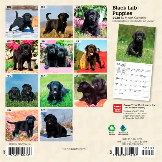 Black Labrador Retriever Puppies | 2026 7 x 14 Inch (Hanging) Monthly Mini Wall Calendar {2}