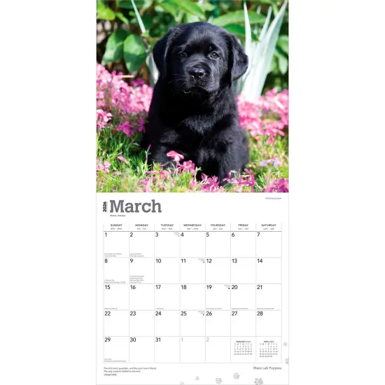 Black Labrador Retriever Puppies | 2026 12 x 24 Inch (Hanging) Monthly Square Wall Calendar | Plastic-Free {3}