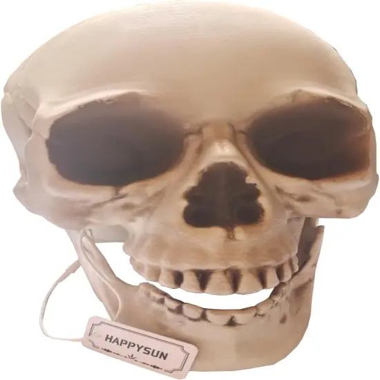 Life Size Skeleton Skull Model Human Skull Replica Model {2}