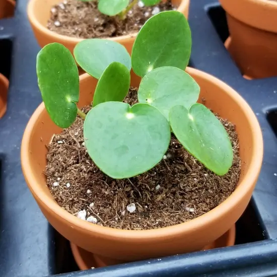 Chinese Money Plant -Pass It On Plant- Pilea peperomioides-4" Ceramic Pot {4}