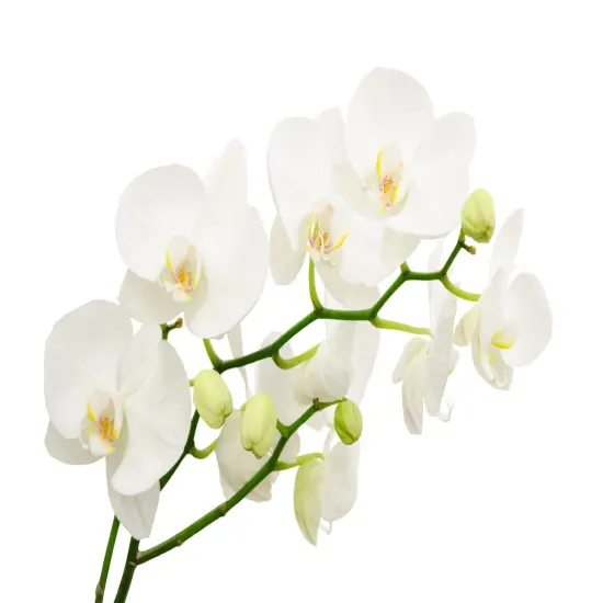 Surprise Moth Orchid Plant - Phalaenopsis - 2" Pot - Easy House Plant {4}