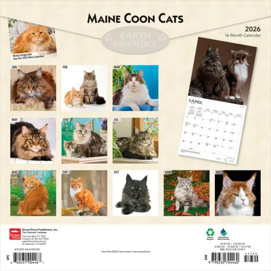 Maine Coon Cats | 2026 12 x 24 Inch (Hanging) Monthly Square Wall Calendar | Plastic-Free {2}