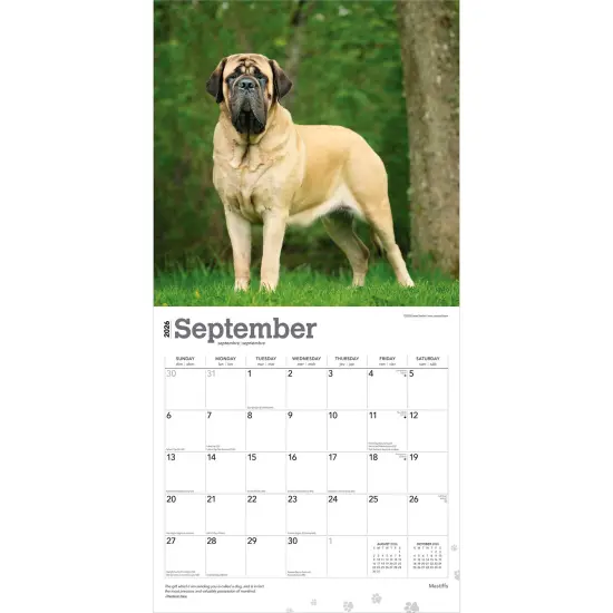 Mastiffs | 2026 12 x 24 Inch (Hanging) Monthly Square Wall Calendar | Plastic-Free {4}