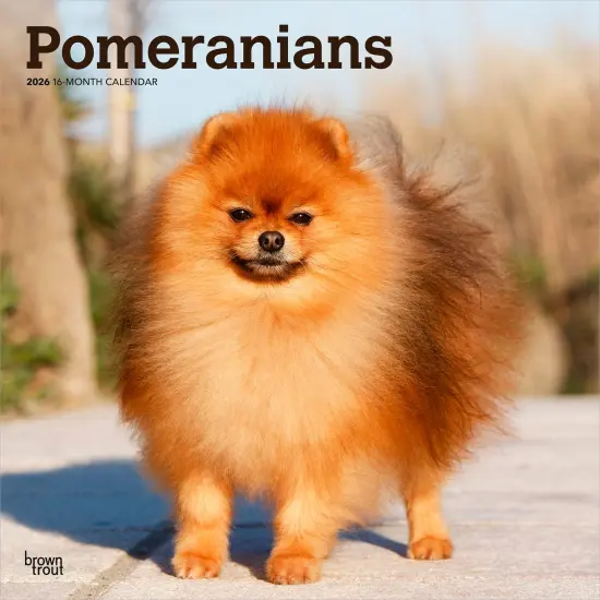 Pomeranians | 2026 12 x 24 Inch (Hanging) Monthly Square Wall Calendar | Plastic-Free {1}