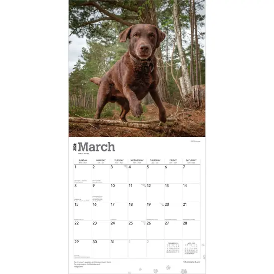 Chocolate Labrador Retrievers | 2026 12 x 24 Inch (Hanging) Monthly Square Wall Calendar | Plastic-Free {3}