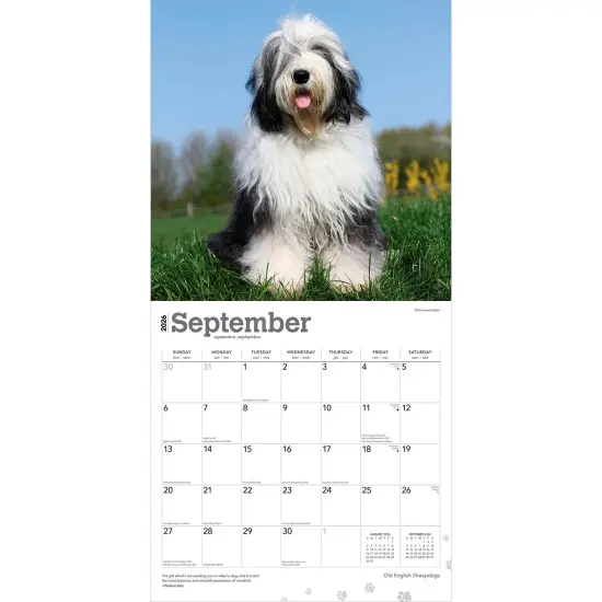 Old English Sheepdogs | 2026 12 x 24 Inch (Hanging) Monthly Square Wall Calendar | Plastic-Free {4}