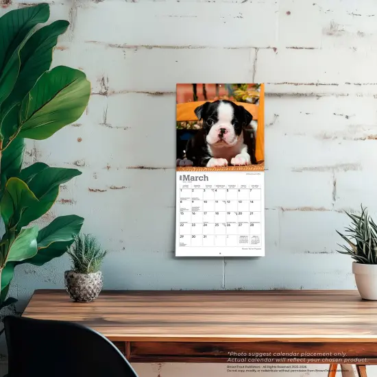 Boston Terrier Puppies | 2026 7 x 14 Inch (Hanging) Monthly Mini Wall Calendar {5}