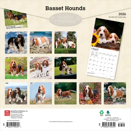 Basset Hounds | 2026 12 x 24 Inch (Hanging) Monthly Square Wall Calendar | Plastic-Free {2}