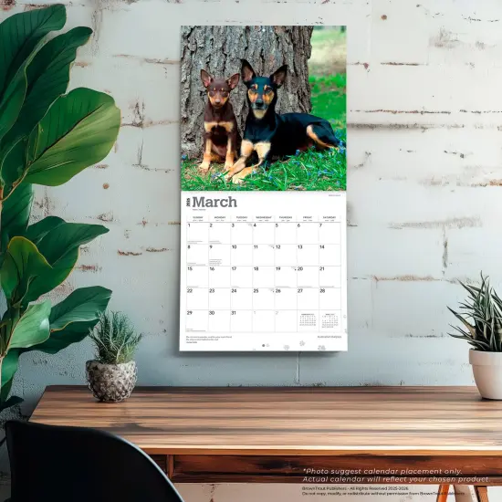 Australian Kelpies | 2026 12 x 24 Inch (Hanging) Monthly Square Wall Calendar | Plastic-Free {5}