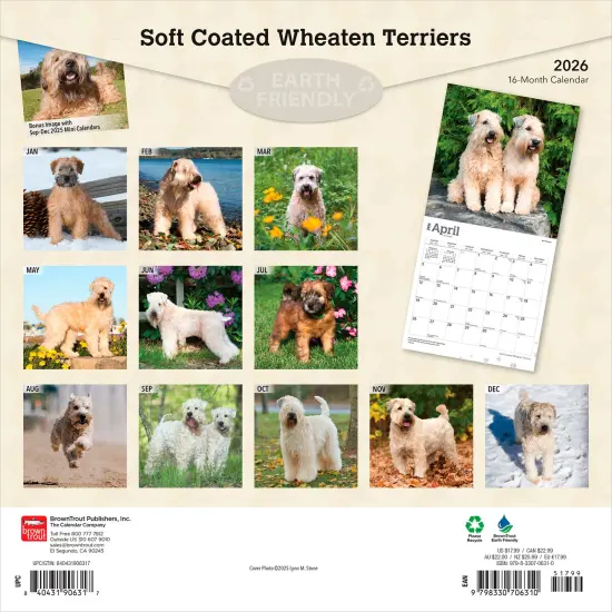 Soft Coated Wheaten Terriers | 2026 12 x 24 Inch (Hanging) Monthly Square Wall Calendar | Plastic-Free {2}