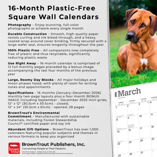 Rhodesian Ridgebacks | 2026 12 x 24 Inch (Hanging) Monthly Square Wall Calendar | Plastic-Free {6}