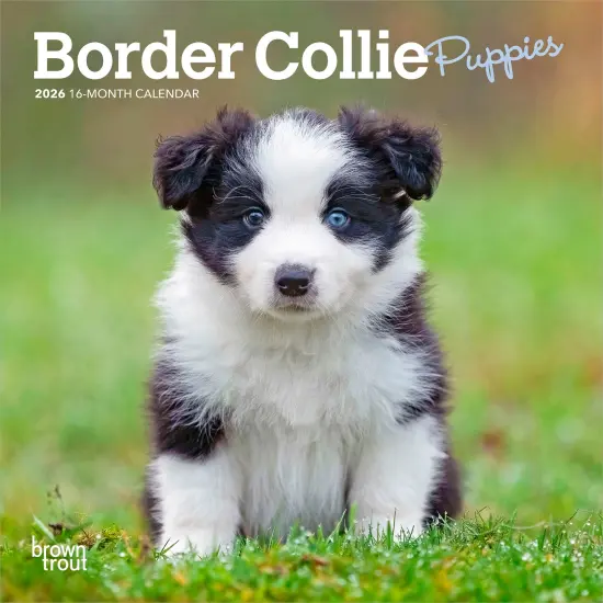 Border Collie Puppies | 2026 7 x 14 Inch (Hanging) Monthly Mini Wall Calendar {1}