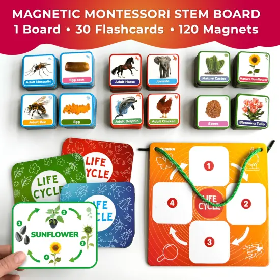 Lifecycle Magnetic Kit | Toy Montessori | Educational for Kids {2}
