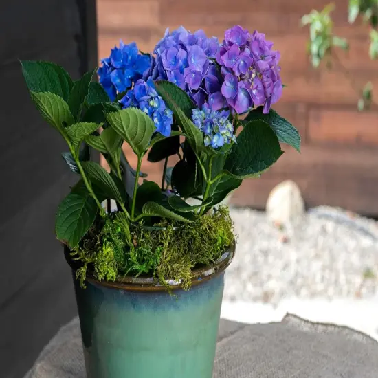 Forest Moss Preserved, Fresh Green, 2oz {4}