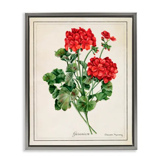 Stupell Industries Vivid Red Geranium Blossoms Floating Frame By Danielle Murray {1}
