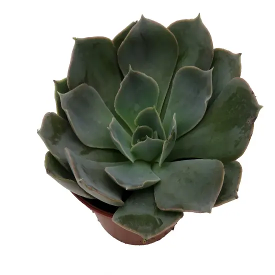 Truffles Succulent Plant - Echeveria shavianna - 2.5" Pot {3}