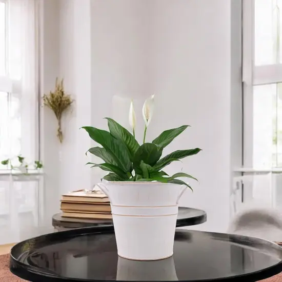 Set of 3 White Metal Bucket {3}