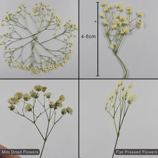 50 pcs Real Pressed Dried Flowers Mini White Gypsophila Baby's Breath for Wedding Invitation Resin DIY Art Floral Decors {2}