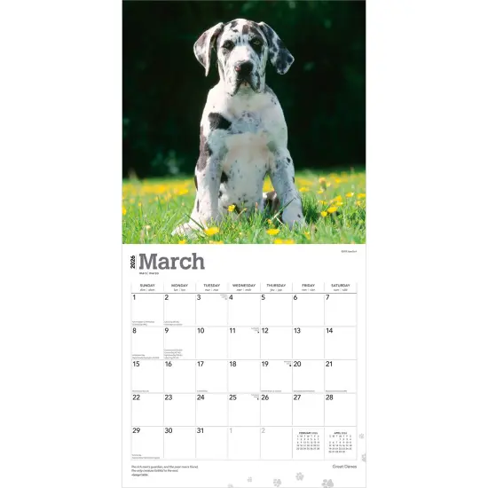 Great Danes | 2026 12 x 24 Inch (Hanging) Monthly Square Wall Calendar | Plastic-Free {3}
