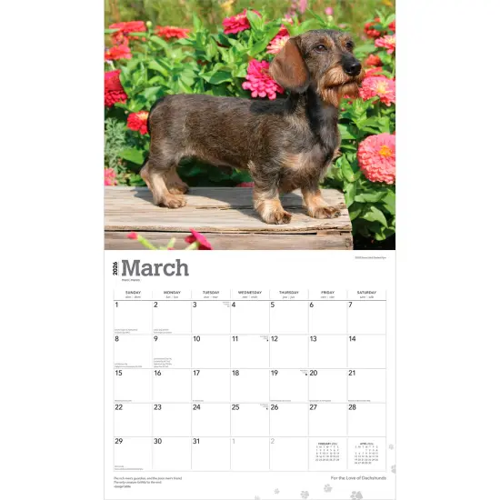 For the Love of Dachshunds | 2026 14 x 24 Inch (Hanging) Monthly Deluxe Wall Calendar | Foil Stamped Cover | Plastic-Free {3}