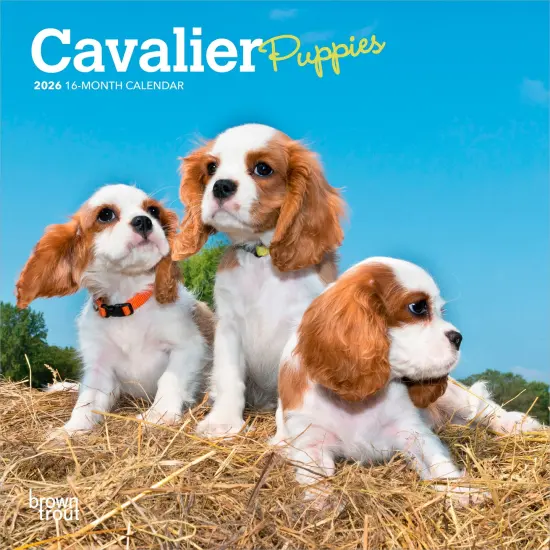 Cavalier King Charles Spaniel Puppies | 2026 7 x 14 Inch (Hanging) Monthly Mini Wall Calendar {1}