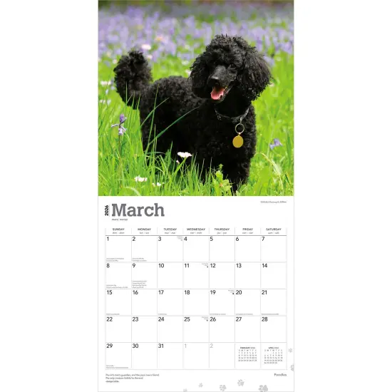 Poodles | 2026 12 x 24 Inch (Hanging) Monthly Square Wall Calendar | Plastic-Free {3}
