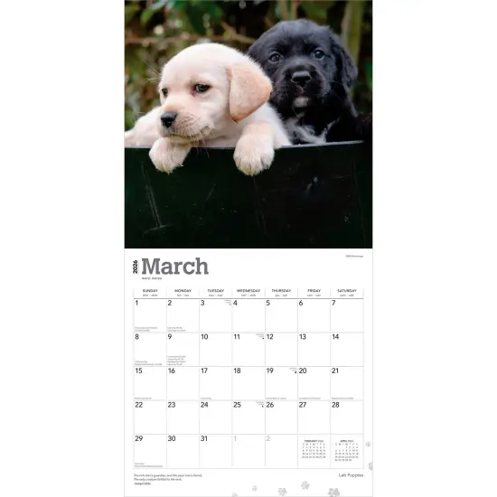 Labrador Retriever Puppies | 2026 12 x 24 Inch (Hanging) Monthly Square Wall Calendar | Plastic-Free {3}