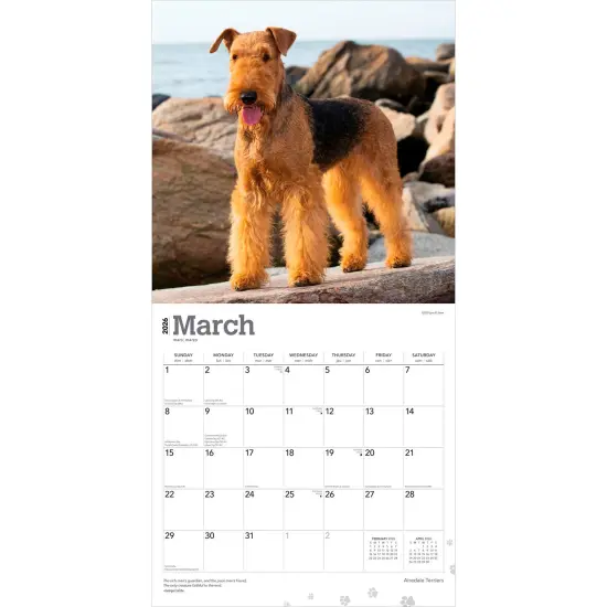 Airedale Terriers | 2026 12 x 24 Inch (Hanging) Monthly Square Wall Calendar | Plastic-Free {3}
