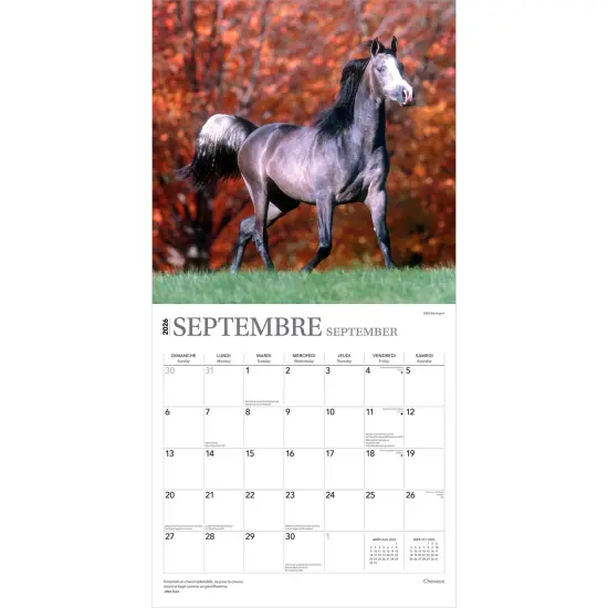 Chevaux | 2026 12 x 24 Inch (Hanging) Monthly Square Wall Calendar | French Language {4}
