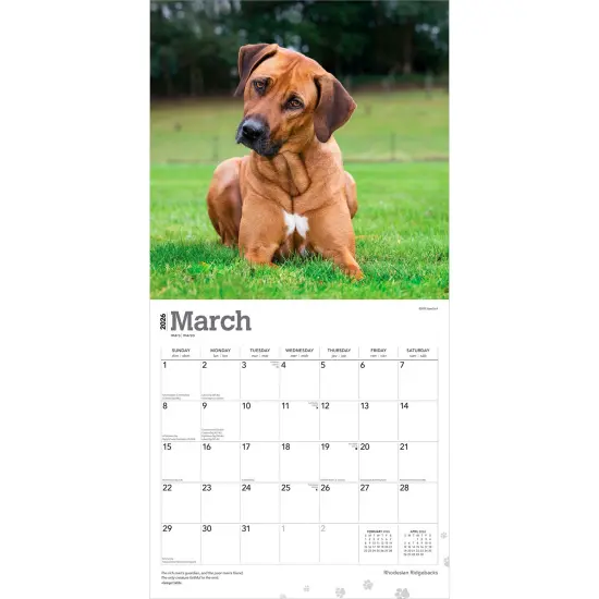 Rhodesian Ridgebacks | 2026 12 x 24 Inch (Hanging) Monthly Square Wall Calendar | Plastic-Free {3}