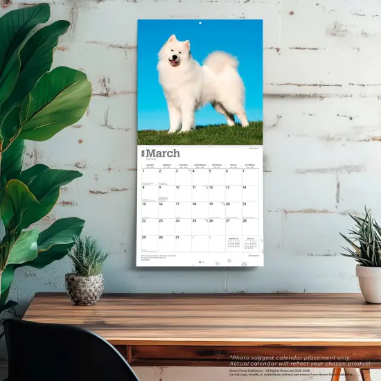 Samoyeds | 2026 12 x 24 Inch (Hanging) Monthly Square Wall Calendar | Plastic-Free {5}