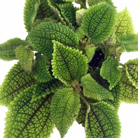 Moon Valley Plant - Pilea mollis - Vibrant & Unique Houseplant - 2" Pot {3}
